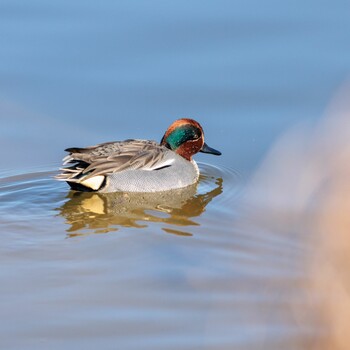 Eurasian Teal 奈良県 Sat, 1/8/2022