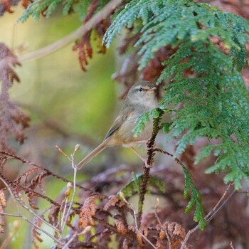 Japanese Bush Warbler 奈良県 Sat, 1/8/2022