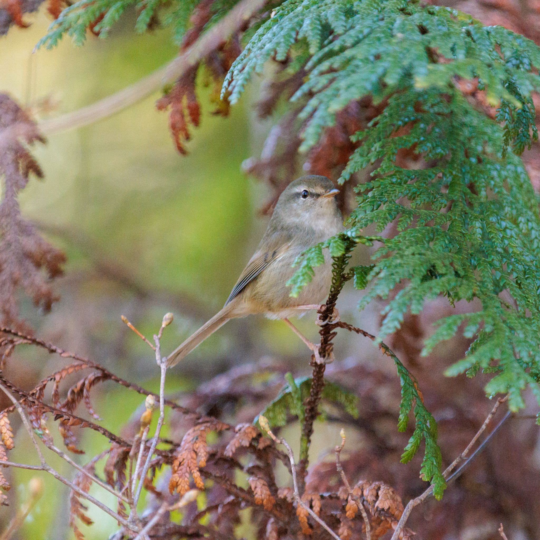 Photo of Japanese Bush Warbler at 奈良県 by Sakamoto