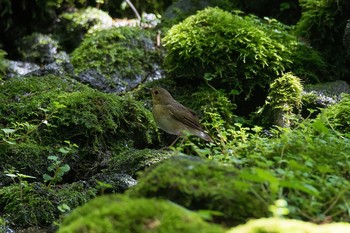 コルリ 静岡県 2017年7月21日(金)