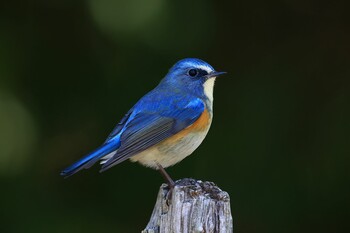 Red-flanked Bluetail 広田山公園(兵庫県西宮市) Mon, 1/10/2022