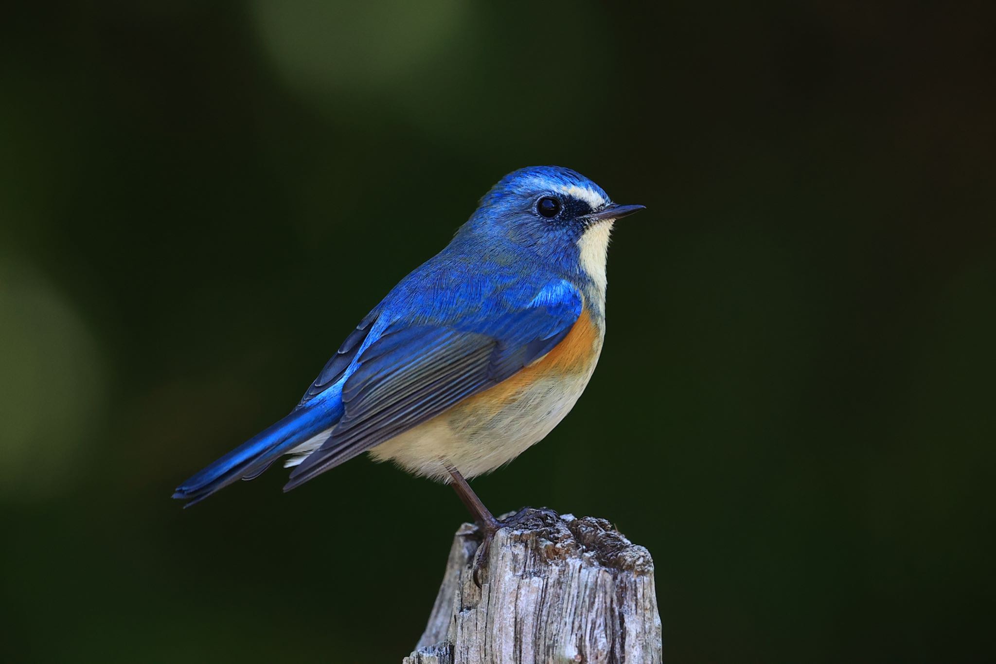 Photo of Red-flanked Bluetail at 広田山公園(兵庫県西宮市) by yossan1969