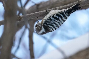 Mon, 1/10/2022 Birding report at 前田森林公園(札幌市)