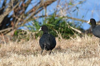 2022年1月10日(月) 琵琶湖の野鳥観察記録