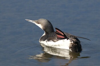 Black-throated Loon 武庫川 Mon, 1/10/2022