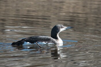 Black-throated Loon 武庫川 Mon, 1/10/2022