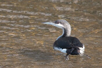 Black-throated Loon 武庫川 Mon, 1/10/2022