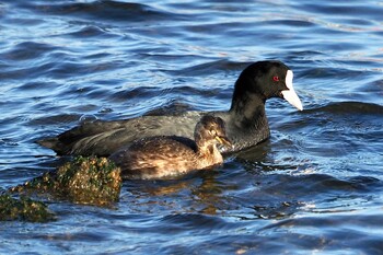 オオバン 東京港野鳥公園 2022年1月8日(土)