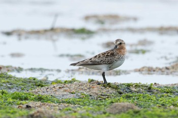 Red-necked Stint 三重県 Fri, 7/21/2017