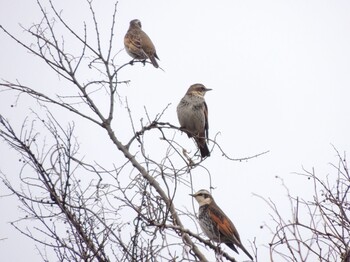 2022年1月10日(月) 葛西臨海公園の野鳥観察記録