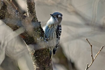 Japanese Pygmy Woodpecker 青葉城公園 Mon, 1/10/2022