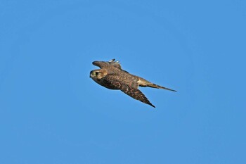 Common Kestrel 赤沼 Mon, 1/10/2022