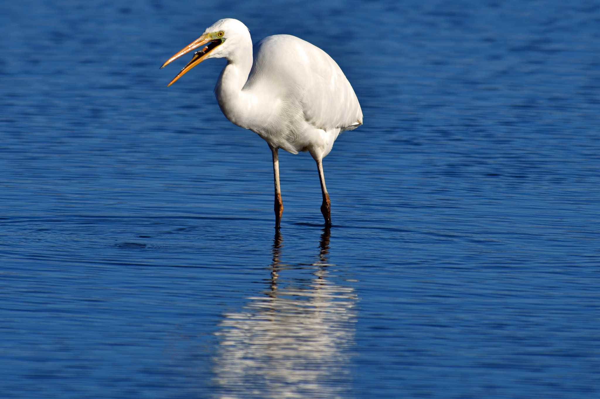 Photo of Great Egret at 赤沼 by Keiichi TAKEDA