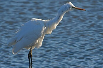 Great Egret 赤沼 Mon, 1/10/2022