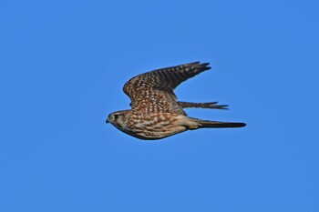 Common Kestrel 赤沼 Mon, 1/10/2022