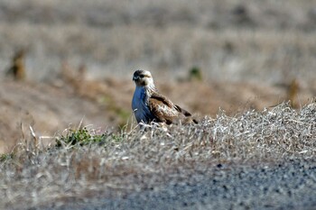 Eastern Buzzard 赤沼 Mon, 1/10/2022