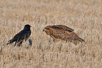 Black Kite 赤沼 Mon, 1/10/2022