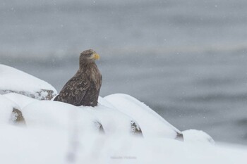 Sun, 12/26/2021 Birding report at 斜里漁港