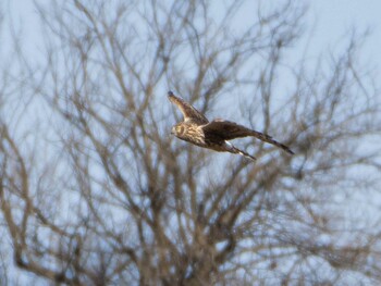 Hen Harrier Watarase Yusuichi (Wetland) Sun, 12/26/2021