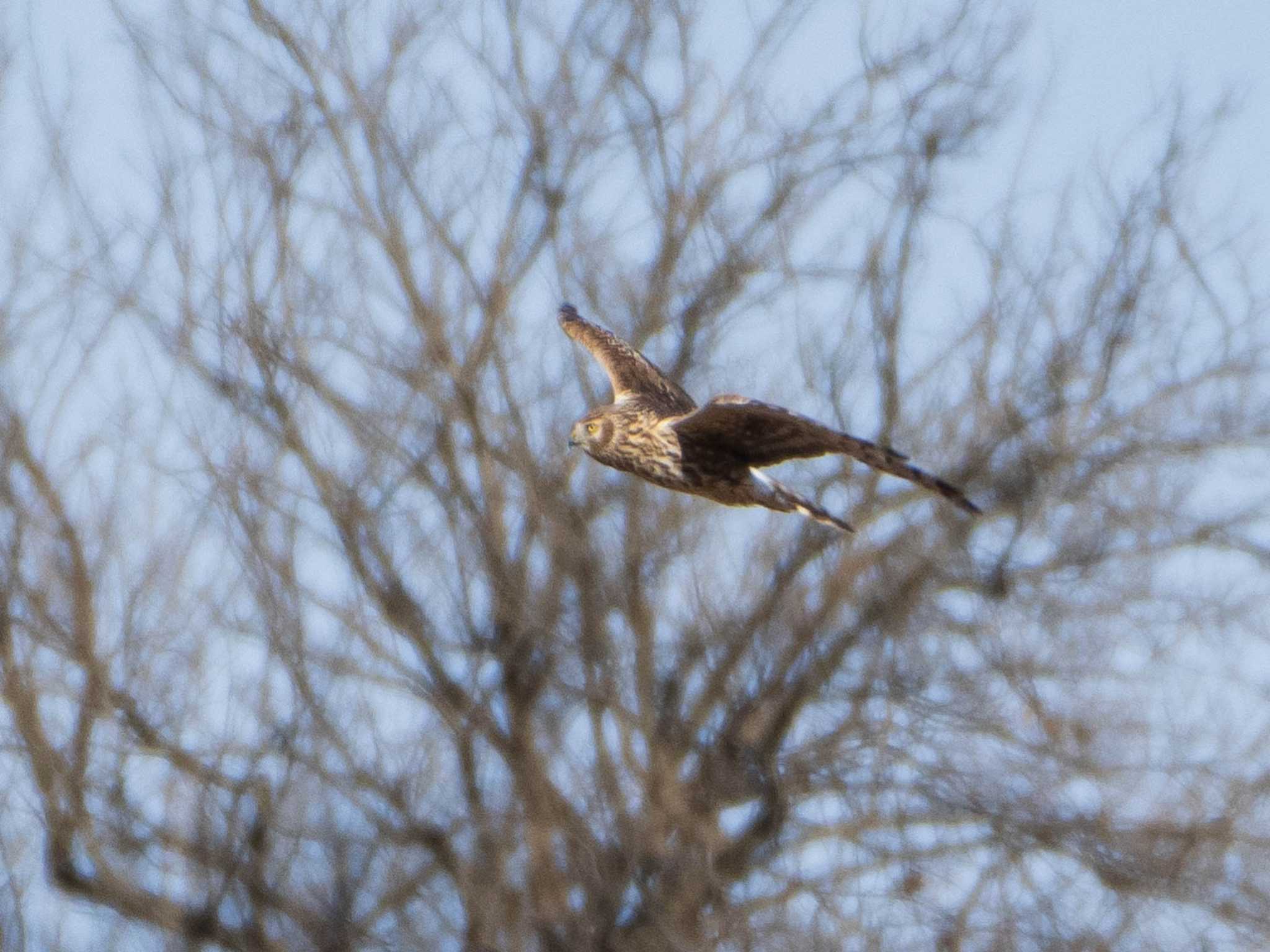 Photo of Hen Harrier at Watarase Yusuichi (Wetland) by ryokawameister