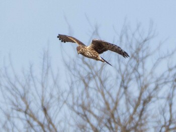 Hen Harrier Watarase Yusuichi (Wetland) Sun, 12/26/2021