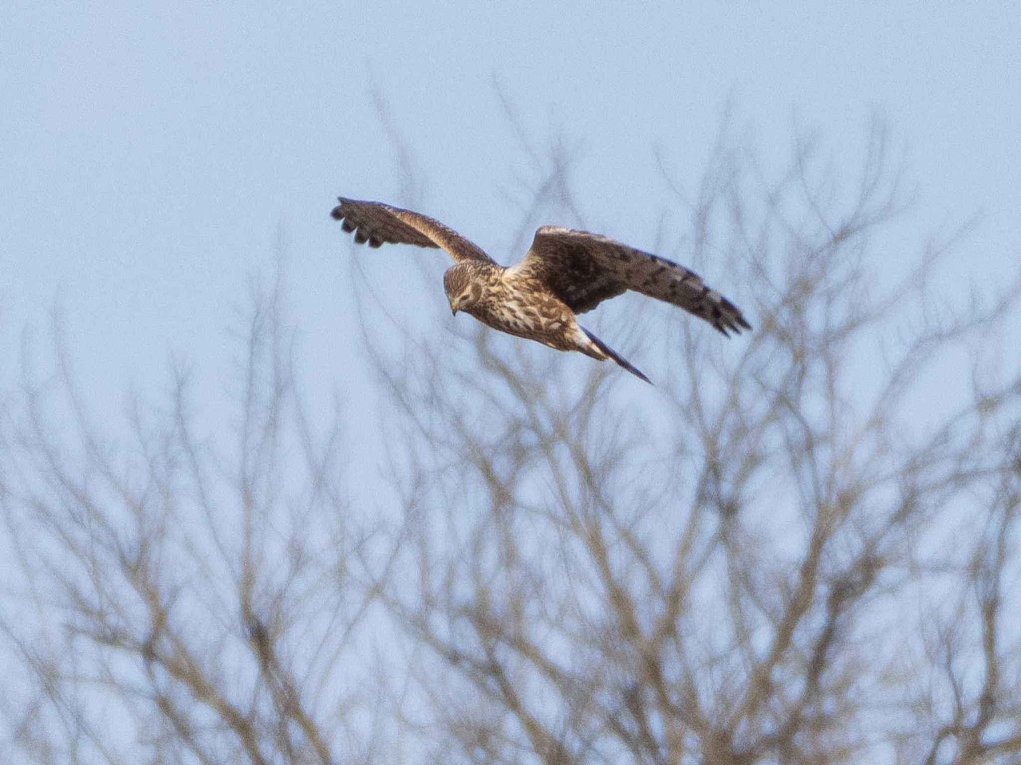 Photo of Hen Harrier at Watarase Yusuichi (Wetland) by ryokawameister