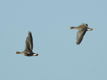 Greater White-fronted Goose 湖北野鳥センター Mon, 1/10/2022