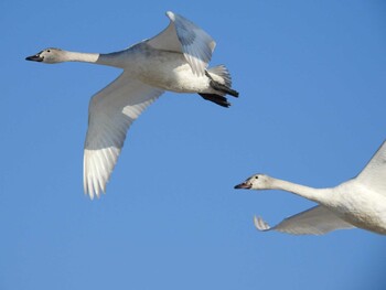 Tundra Swan 湖北野鳥センター Mon, 1/10/2022