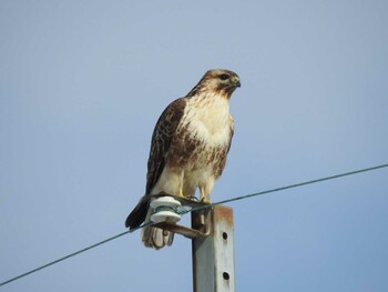 ノスリ 湖北野鳥センター 2022年1月10日(月)