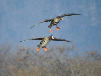 Greater White-fronted Goose 湖北野鳥センター Mon, 1/10/2022