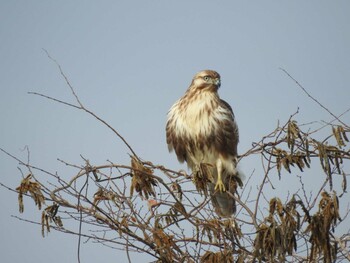 Mon, 1/10/2022 Birding report at 湖北野鳥センター