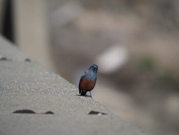 Blue Rock Thrush 平磯海岸 Sun, 1/9/2022