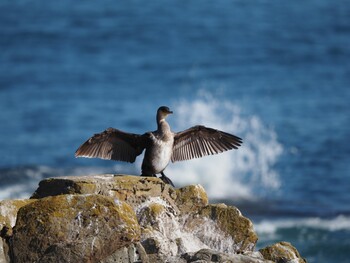 Japanese Cormorant 平磯海岸 Sun, 1/9/2022