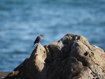 Blue Rock Thrush 平磯海岸 Sun, 1/9/2022