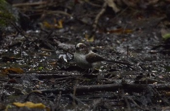 Long-tailed Tit Unknown Spots Sun, 7/16/2017