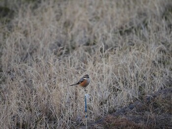 Bull-headed Shrike 涸沼 Sun, 1/9/2022