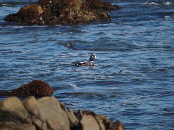 Harlequin Duck 平磯海岸 Sun, 1/9/2022