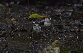 Long-tailed Tit Unknown Spots Sun, 7/16/2017