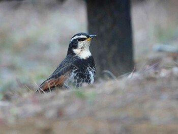 Dusky Thrush さいたま市 Mon, 1/10/2022