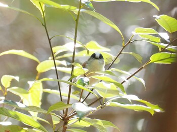 2022年1月9日(日) 岡崎中央総合公園の野鳥観察記録