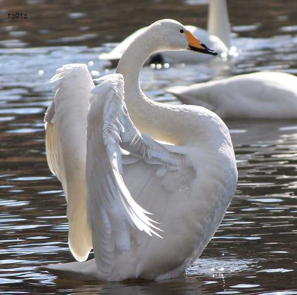 Photo of Whooper Swan at 水の森公園 by ta@ta