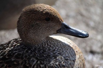 オナガガモ 仙台市・水の森公園 2017年2月11日(土)