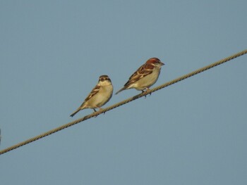 Russet Sparrow 出水市 Sat, 1/8/2022