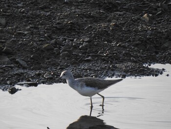 Common Greenshank 出水市 Sat, 1/8/2022