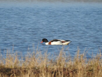 Common Shelduck 出水市 Sat, 1/8/2022