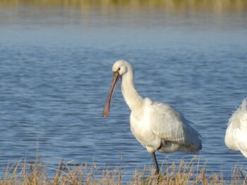 Eurasian Spoonbill 出水市 Sat, 1/8/2022