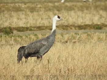 Hooded Crane 出水市 Sat, 1/8/2022