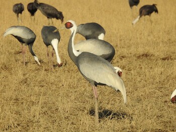 White-naped Crane 出水市 Sat, 1/8/2022