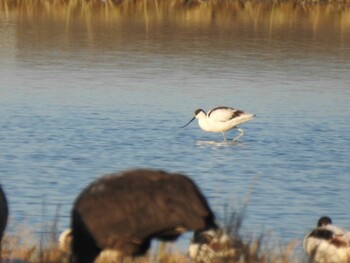 Pied Avocet 出水市 Sat, 1/8/2022