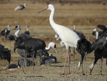 Siberian Crane 出水市 Sat, 1/8/2022